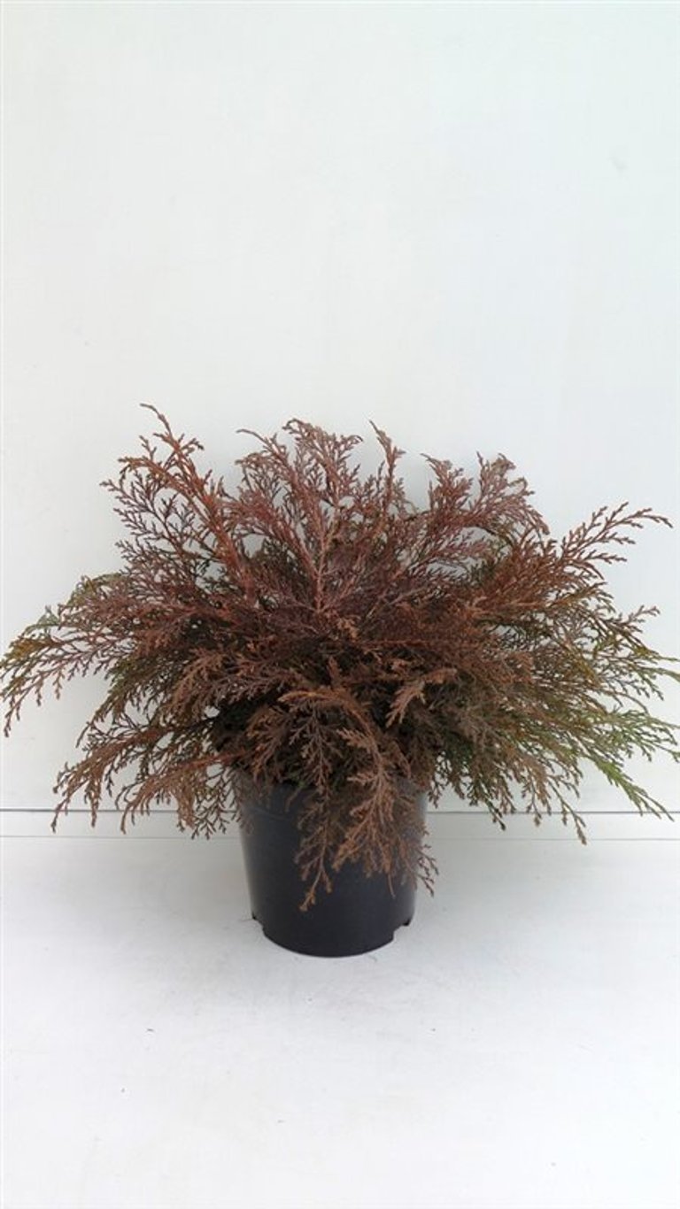 Microbiota decussata - C3 30-40 CM